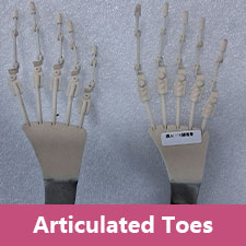 Articulated Toes