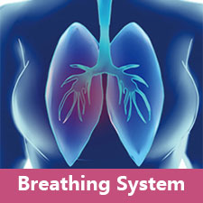 Breathing System